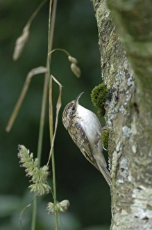 Images Dated 22nd August 2008: Treecreeper - on tree trunk