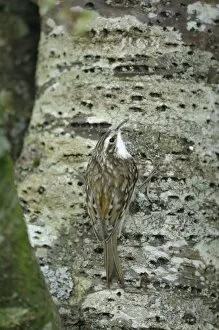 Images Dated 22nd August 2008: Treecreeper - on tree trunk