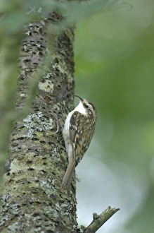 Images Dated 22nd August 2008: Treecreeper - on tree trunk
