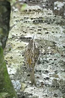 Images Dated 22nd August 2008: Treecreeper - on tree trunk
