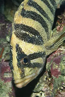 Treefish / Rockfish Coast of California