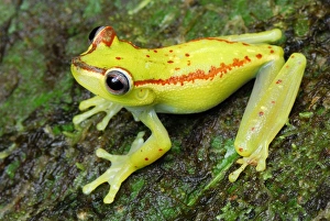 Images Dated 27th September 2007: Treefrog - colour daytime - San Cipriano Reserve - Cauca - Colombia