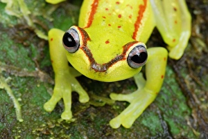 Images Dated 27th September 2007: Treefrog - colour daytime - San Cipriano Reserve - Cauca - Colombia