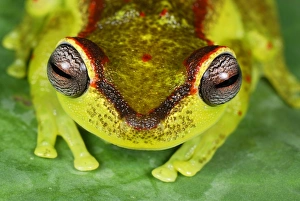 Images Dated 27th September 2007: Treefrog - colour at night - San Cipriano Reserve - Cauca - Colombia