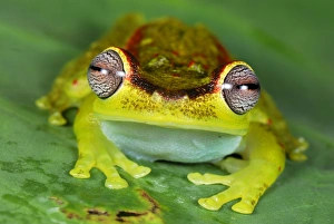 Images Dated 27th September 2007: Treefrog - colour at night - San Cipriano Reserve - Cauca - Colombia