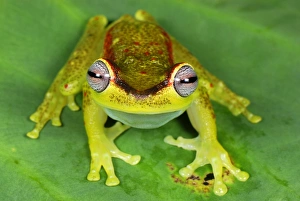 Images Dated 27th September 2007: Treefrog - colour at night - San Cipriano Reserve - Cauca - Colombia