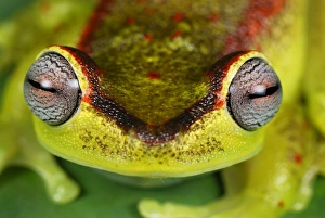 Images Dated 27th September 2007: Treefrog - colour at night - San Cipriano Reserve - Cauca - Colombia