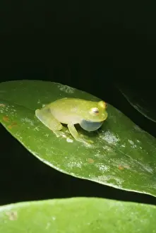 Panama Prints: Treefrog - Frogs from this family are also known as Glassfrogs Panama