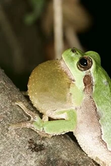 TREEFROG - male with throat inflated croaking