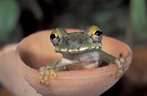 Treefrog (Osteocephalus buckleyi)