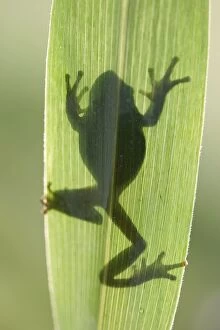 TREEFROG - silhouette through leaf
