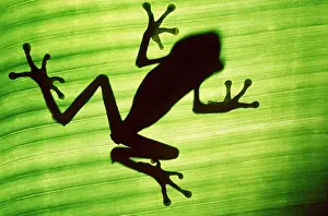 Present Idea Prints: TREEFROG - Silhouette through underside of leaf