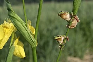 TREEFROGS - two, on Iris stem