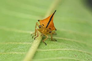 Images Dated 12th May 2011: Treehopper, Membracidae, Amazon Forest, Mamiraua
