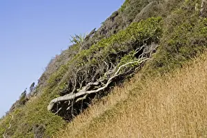 Headland Prints: Trees bent by prevailing wind. Nugget Point the Catlins South Island New Zealand