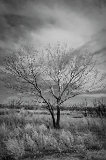 Eastern Gallery: Trees after a control burn for eastern red cedar