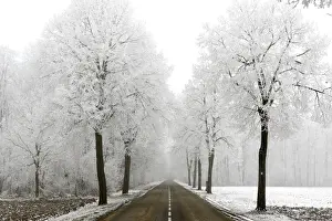 Avenues Prints: Trees - covered in frost along road. Alsace - France