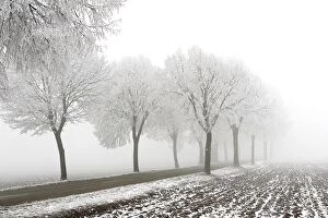 Trees - covered in frost along road and mist