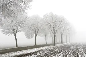 Avenues Prints: Trees - covered in frost along road and mist