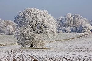 Images Dated 6th December 2010: Trees covered in hoarfrost
