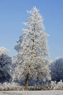 Frosted Prints: Trees covered in hoarfrost - Warwickshire - England
