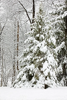 Images Dated 28th March 2008: Trees covered with snow - Upstate New York - USA