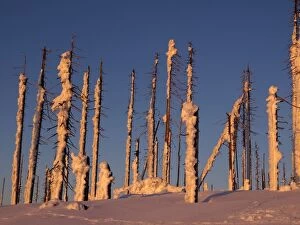 Trees destroyed by Bark Beetle - covered in snow