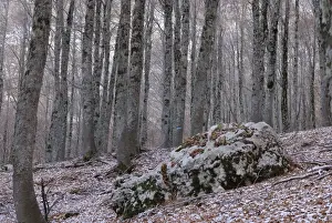 Trees. National Park of Abruzzo, Italy