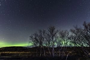 Images Dated 13th October 2013: Trees at night with Northern Lights / Aurora borealis