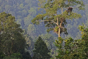 Walk Gallery: Trees in rainforest Gunung Gede Pangrango