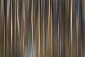 Abstracts Gallery: Trees reflecting in a lake - Vaermland, Sweden