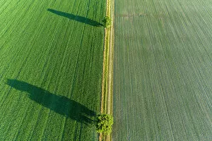 Images Dated 9th June 2021: Two trees and shadows between fields, Marion County, Illinois Date: 24-06-2020