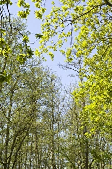 Images Dated 7th May 2008: Trees - Spring Foliage at Fairhaven water gardens Norfolk UK