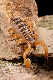 Arachnid Gallery: Tri-Color Burrowing Scorpion, Opistothalmus