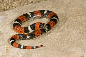 Images Dated 2nd June 2010: Tri Color Hognose Snake, Lystrophis semicinctus