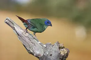 Tri-coloured / Blue-faced / Blue-headed Parrot Finch