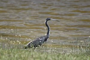 Images Dated 1st June 2006: Tri-coloured Heron in breeding plumage. Common inhabitant of salt marshes