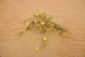 Tribulus flowers growing on sand dune - Abu Dhabi - United Arab Emirates