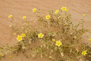 Tribulus flowers growing on sand dune - Abu Dhabi - United Arab Emirates