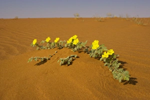 Images Dated 12th September 2006: Tribulus zeyheri in the Namib-Naukluft National Park, Namibia