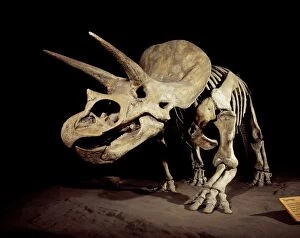 Extinct Collection: Triceratops Dinosaur - Skeleton, Cretaceous, Montana, USA. Display at Royal Tyrell Museum of