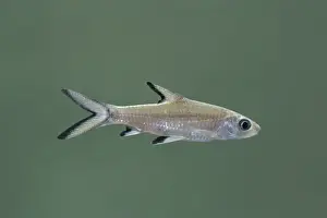 Tricolor / Bala / Silver Shark - Side view