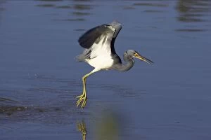 Images Dated 25th October 2005: Tricolored Heron - dip feeding Ding Darling NWR, florida, USA BI000756