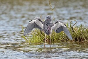 Tricolored Heron fishing in Myacca State Park in