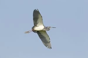 Images Dated 12th April 2012: Tricolored Heron - in flight