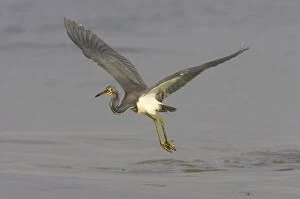 Tricolored Heron - in flight over water