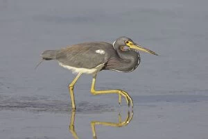 Tricolored Heron - hunting for fish