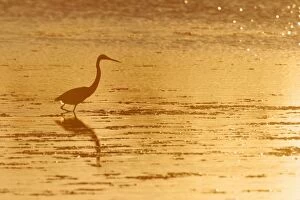 Tricolored Heron - silhouetted against setting