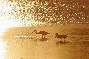 Images Dated 17th January 2005: Tricolored Heron - silhouetted against setting Sun Ding Darling NWR, florida, USA BI000811