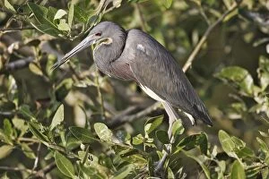 Images Dated 6th February 2005: Tricolored Heron. Venezuela